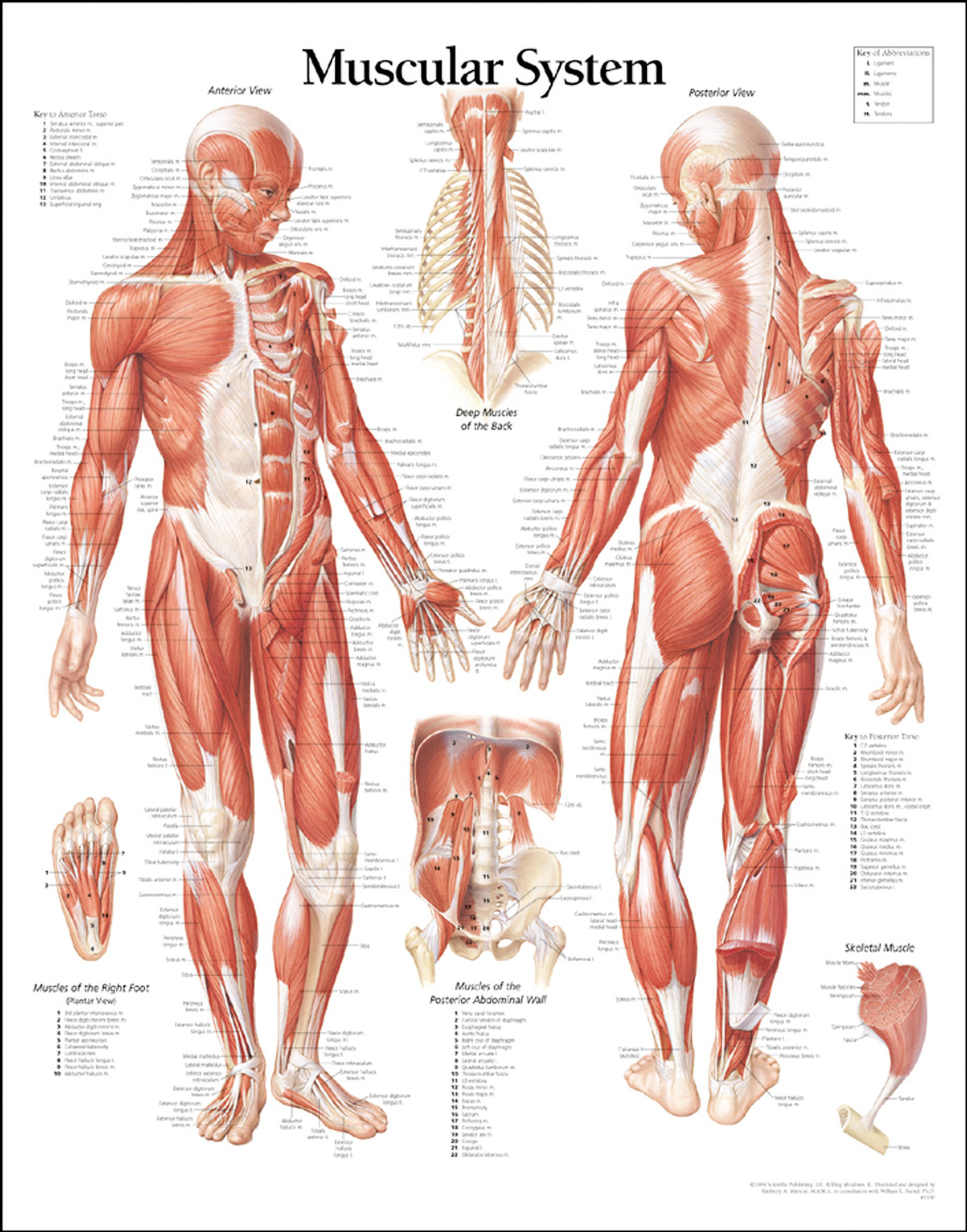Musculature